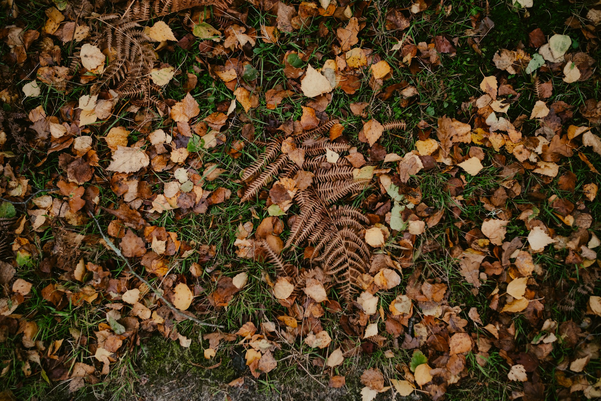 Leaf Piles